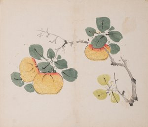 石竹斋的页面。 作者 不明