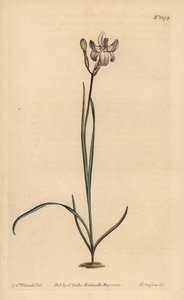 彩绘花 ixia，Ixia fucata 作者 不明