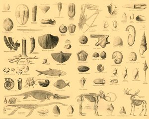 古生物学，c1910。 作者 不明