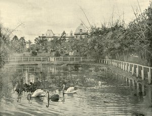 纸莎草池塘，布里斯班植物园，1901年。 作者 不明