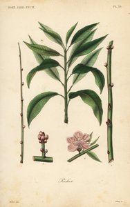 Peach tree, taille du pecher 作者 不明