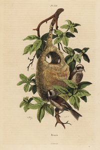 山雀，Remiz pendulinus，和巢穴 作者 不明