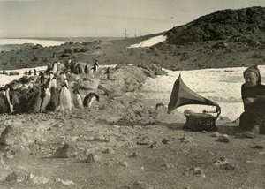 企鹅在1908年，1909年夏天听留声机 作者 不明