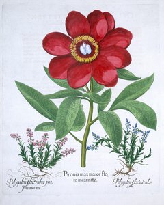牡丹和两个多角形植物，1613年 作者 不明