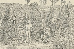 胡椒种植园，1924年 作者 不明