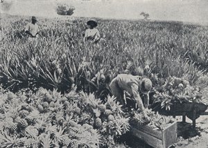 1923年，昆士兰州的松苹果园。 作者 不明