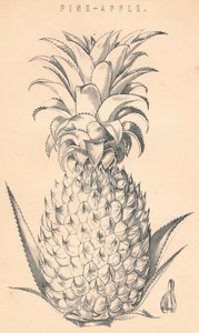 松苹果，十九世纪。 作者 不明