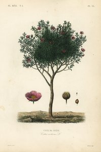 粉红岩玫瑰或灰岩玫瑰、岩蔷薇、Ciste de Crete 作者 不明