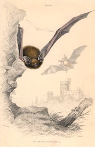Pipistrelle蝙蝠Pipistrellus pipistrellus，1828年 作者 不明