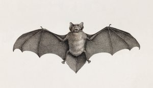Pipistrelle bat，埃及的蝙蝠 作者 不明