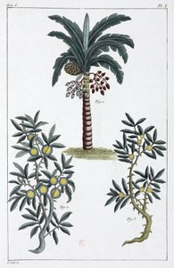 Plantes medicinales, Chine 作者 不明