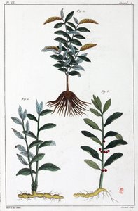 药用植物，中国 作者 不明