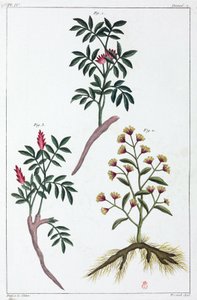 药用植物，中国 作者 不明