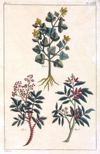 Plantes medicinales, Chine 作者 不明