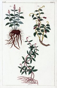 药用植物，中国 作者 不明