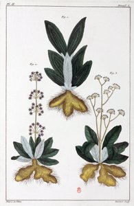 药用植物，中国 作者 不明