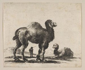 图17：1641年后的骆驼，来自各种动物Diversi animali。 作者 不明