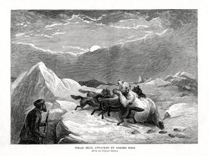 爱斯基摩犬袭击的北极熊，1877年 作者 不明