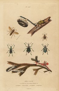 Polistes gallicus, paper wasp and nest, blue weevil, Eupholus schoenherri, root weevil, Diaprepes abbreviatus, Polycera sea slugs, Ancula gibbosa, Atlantic ancula, on seaweed 作者 不明