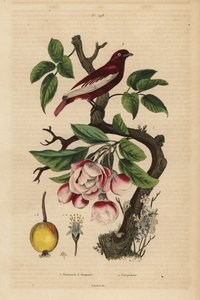 Pompadour cotinga, Xipholena punicea, on an apple tree, Malus pumila, fruit, blossom Pompadour et pommier a bouquets 作者 不明