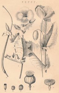 罂粟，19世纪 作者 不明