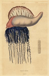 葡萄牙战舰，Physalia physalis 作者 不明