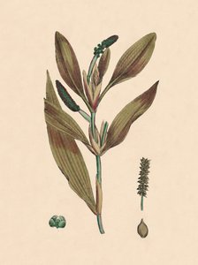 百草枯。带红色的蓬草，十九世纪 作者 不明