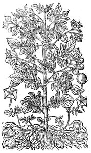 马铃薯，1640年 作者 不明