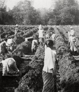 1927年，荷属东印度群岛爪哇的制糖厂准备灌溉渠道 作者 不明