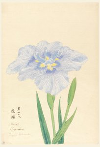 印刷品，《虎舞》（Tora-Odori），第48号 作者 不明