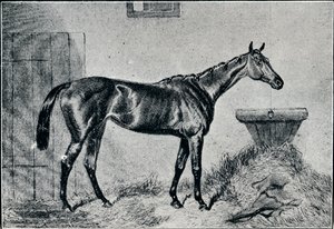伯莎女王（Queen Bertha），19世纪，1911年 作者 不明