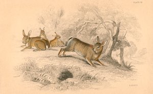 兔穴孔兔，1828年 作者 不明