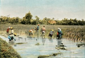 水稻收割水稻，1900年。 作者 不明