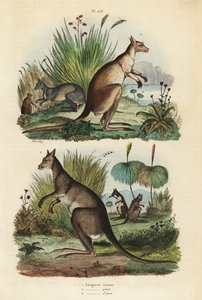 Red kangaroo, Macropus rufus 1, eastern grey kangaroo, Macropus giganteus 2, and dusky wallaby, Thylogale brunii 3 作者 不明