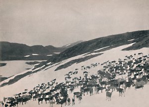 高山上的驯鹿，1914年。 作者 不明