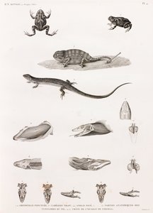 爬行动物：爬行动物系列插画 作者 不明