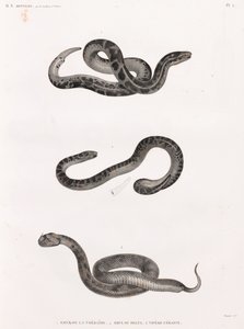 爬行动物：蛇 作者 不明
