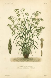 Rescuegrass，或 Schrader 的凤梨草，Bromus catharticus，Bromus schraderi，Brome de Schrader 作者 不明