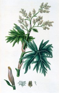 大黄，1823年 作者 不明