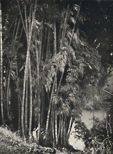 康提佩拉德尼亚的Riesenbambus Dendrocalamus giganteus，1926年 作者 不明