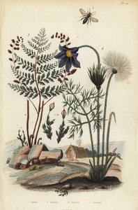 岩苔、安德雷亚 rupestris 1、采矿蜂、安德烈娜 agilissima 2、开花蕨类植物、Anemia adiantifolia 3 和白头翁花、白头翁 4 作者 不明