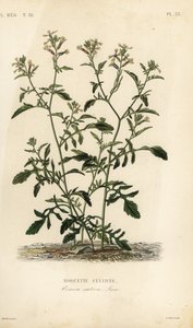 Rocket or arugula, Eruca vesicaria, Eruca sativa, Roquette cultivee 作者 不明