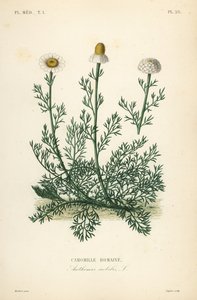 罗马洋甘菊或洋甘菊、洋甘菊贵族、Anthemis nobilis、Camomille romaine 作者 不明