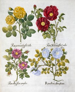 玫瑰花，1613年 作者 不明
