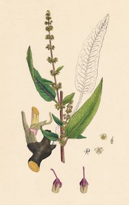 Rumex sanguinens。血脉纹码头，十九世纪 作者 不明