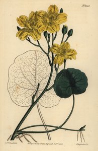 跑鹿豆，Menyanthes sarmentosa 作者 不明
