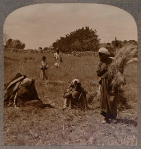 露易丝在波阿斯的田野里采集，c1900 作者 不明