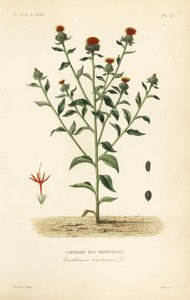 红花, Carthamus tinctorius, Carthame des teinturiers 作者 不明