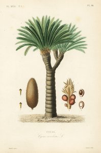 西米亚棕榈，王西米，西米亚苏铁或日本西米亚棕榈，Cycas revoluta，Cycas 作者 不明