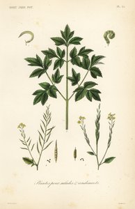 沙拉叶蔬菜、沙拉植物和调味品 作者 不明
